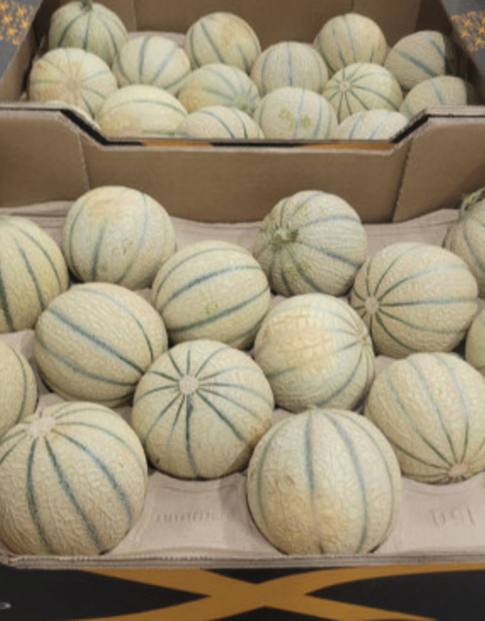 Cantaloup