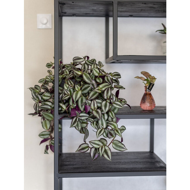 Vakkenkast Moos hout smal | Zwart