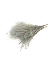 HD bos Fluffy zilver Grass 10pc in hoes  ↑75.0 (x 25)