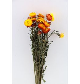 GF Gedroogde Helichrysum Oranje Bos (X 5)