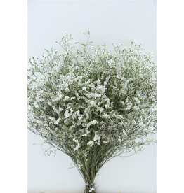 GF Dried flowers Limonium Diamond White Bunch (x 5)