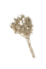 4AT Droogbloem Eryngium 60cm | Kleur: Grijs | Eenheid: bos | Aantal: 1 | Aantal per eenheid: x