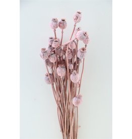 GF Dried Papaver Frosted Pink Bunch (x 4)