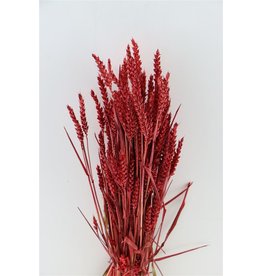 GF dried Triticum Red Bunch ( x 5 )