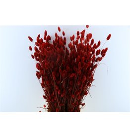 GF dried Phalaris Red Bunch ( x 5 )