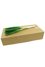 4AT Droogbloem/doos Bapala 65cm x10 | Kleur: Groen | Eenheid: doos | Aantal: 20 | Aantal per eenheid: 10x