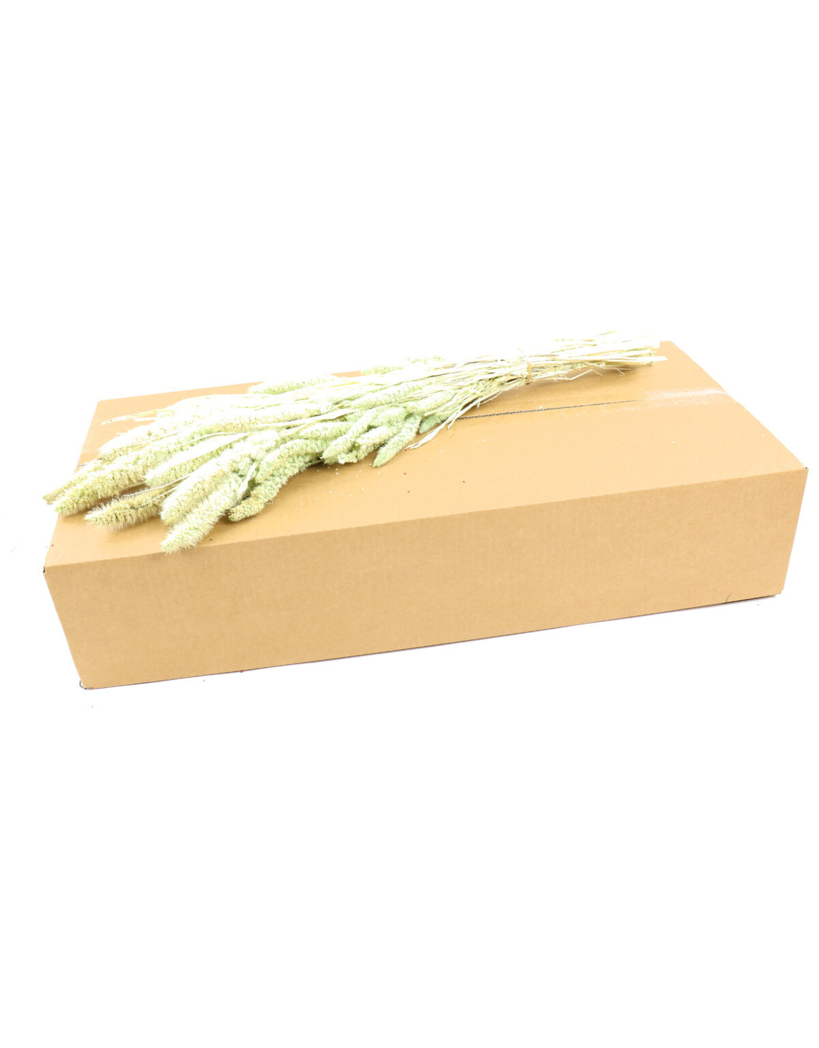4AT Droogbloem/doos Setaria 75cm | Kleur: Licht groen | Eenheid: doos | Aantal: 25 | Aantal per eenheid: x