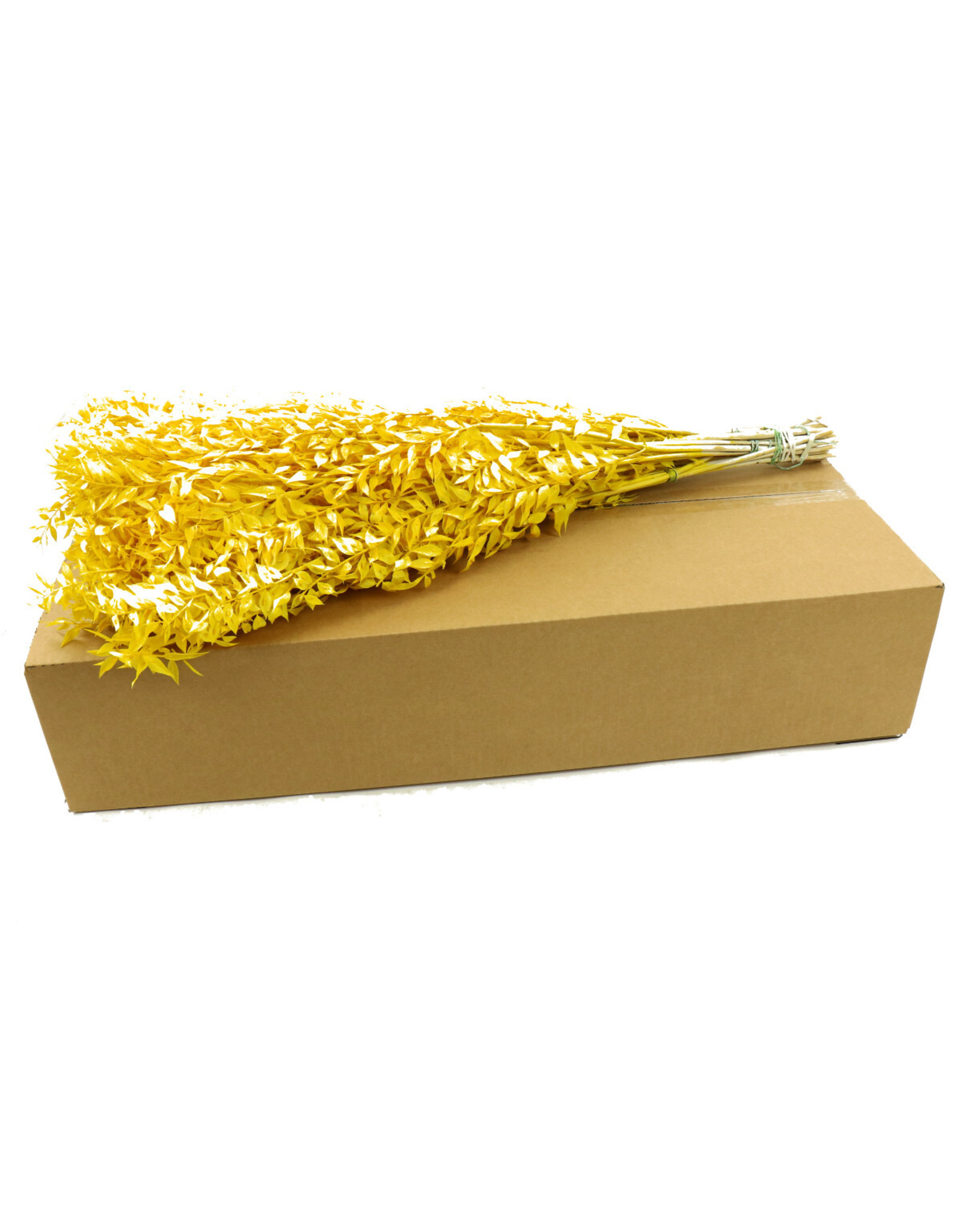 4AT Droogbloem/doos Ruscus 70cm | Kleur: Geel | Eenheid: doos | Aantal: 125 | Aantal per eenheid: x