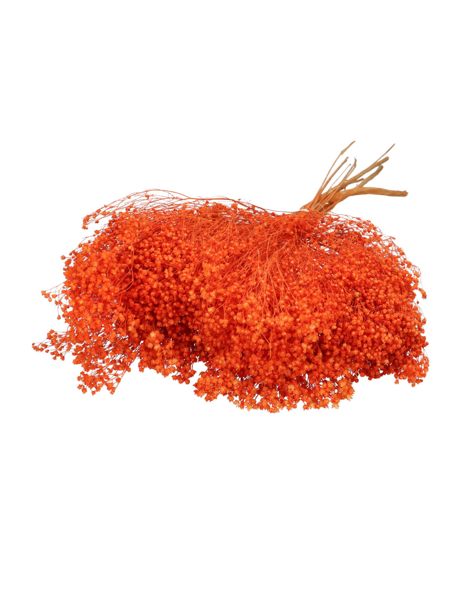 4AT Droogbloem Broom 50cm | Kleur: Oranje | Eenheid: bos | Aantal: 1 | Aantal per eenheid: x