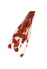 4AT Droogbloem Wild Fennel 80-100cm | Kleur: Oranje | Eenheid: bos | Aantal: 1 | Aantal per eenheid: x