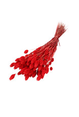 4AT Droogbloem Phalaris 60cm | Kleur: Rood | Eenheid: bos | Aantal: 1 | Aantal per eenheid: x