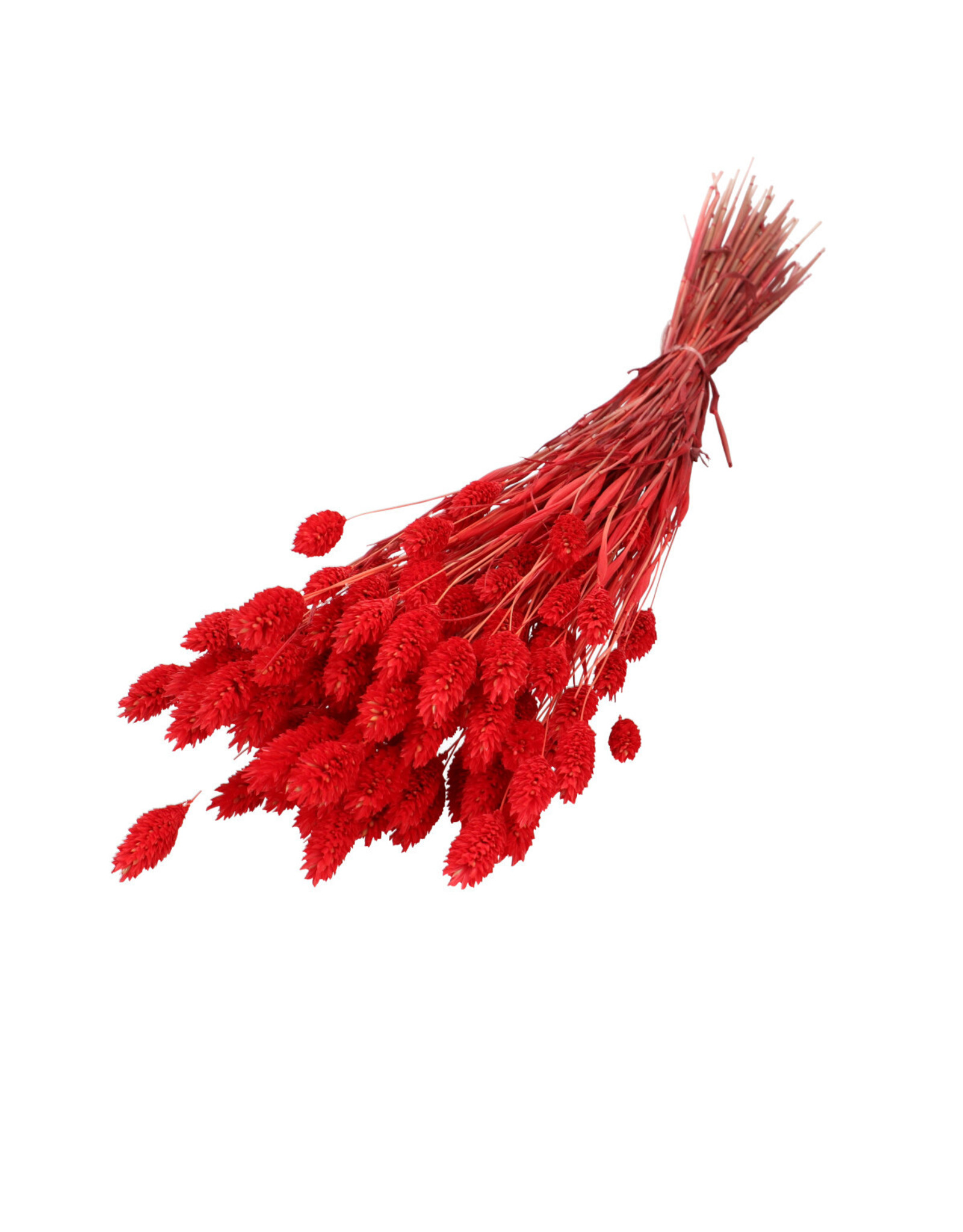 4AT Droogbloem Phalaris 60cm | Kleur: Rood | Eenheid: bos | Aantal: 1 | Aantal per eenheid: x