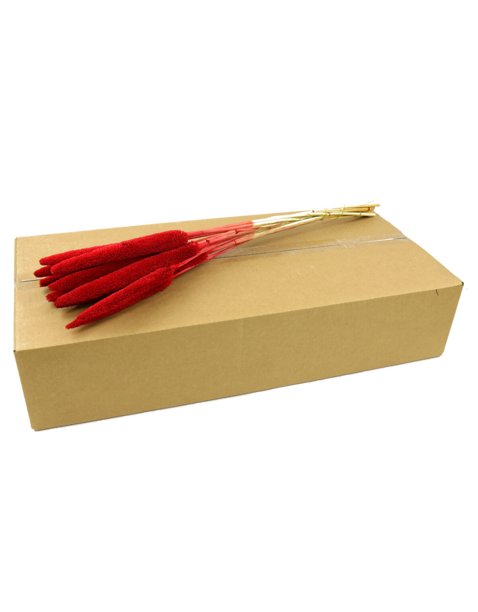 4AT Droogbloem/doos Bapala 65cm x10 | Kleur: Rood | Eenheid: doos | Aantal: 20 | Aantal per eenheid: 10x
