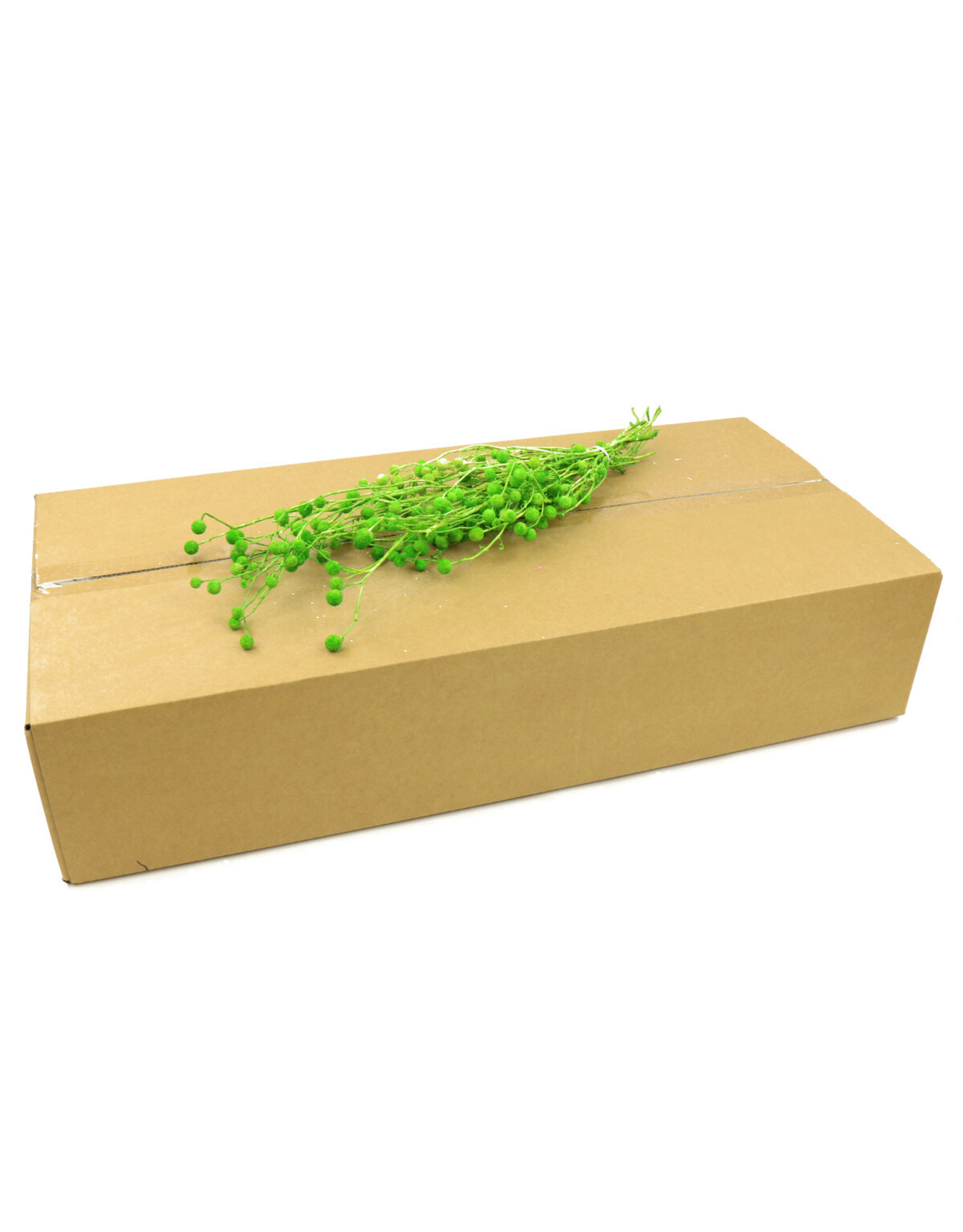 4AT Droogbloem/doos Sago 40cm | Kleur: Groen | Eenheid: doos | Aantal: 8 | Aantal per eenheid: x