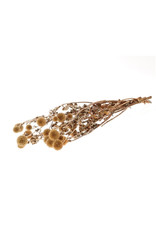 4AT Droogbloem Echinops preserved 60cm | Kleur: Naturel | Eenheid: bos | Aantal: 1 | Aantal per eenheid: x