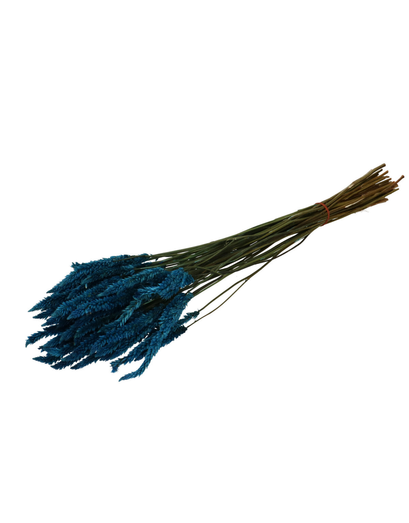 4AT Droogbloem Celosia 70cm | Kleur: Naturel | Eenheid: bos | Aantal: 1 | Aantal per eenheid: x
