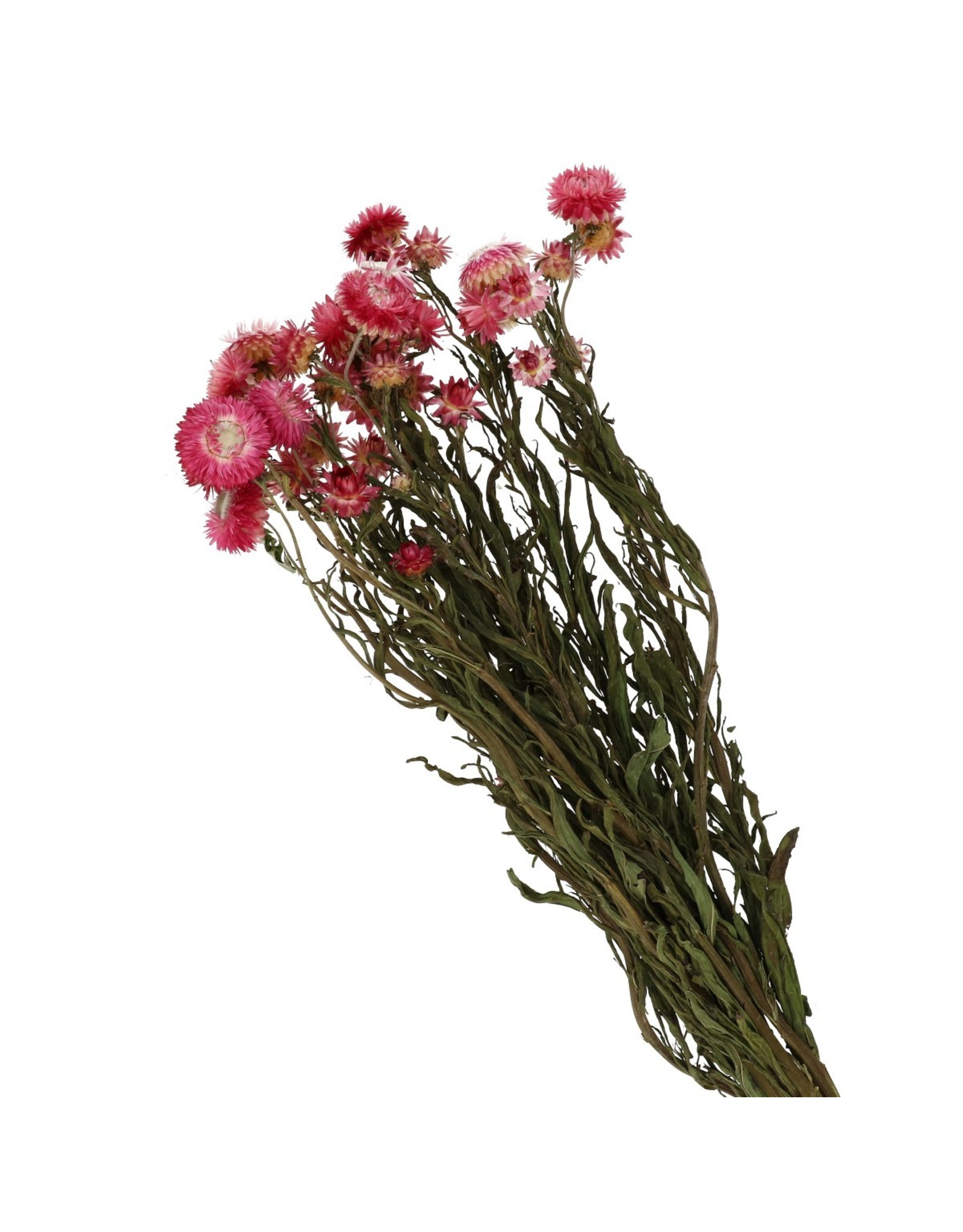 4AT Droogbloem Helichrysum 40-60cm ( x 1 )
