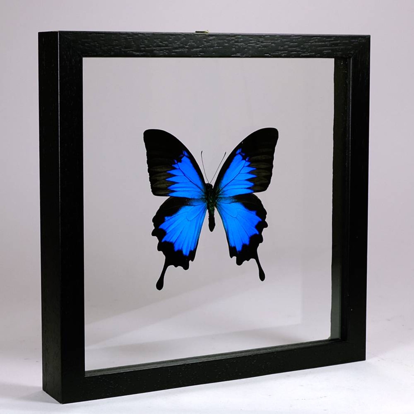 Papilio ulysses in zwarte dubbelglas lijst