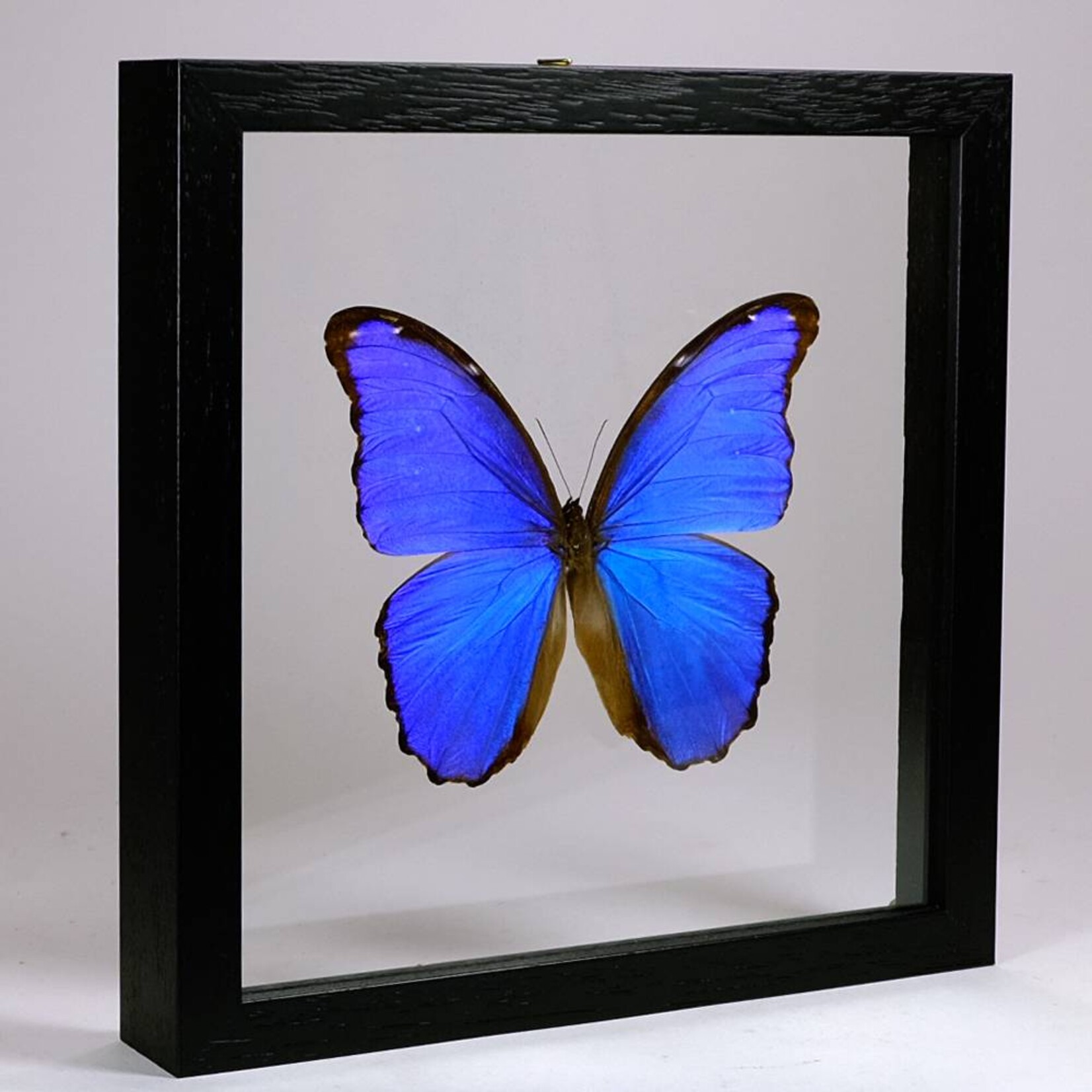 Morpho didius in zwarte dubbelglas lijst