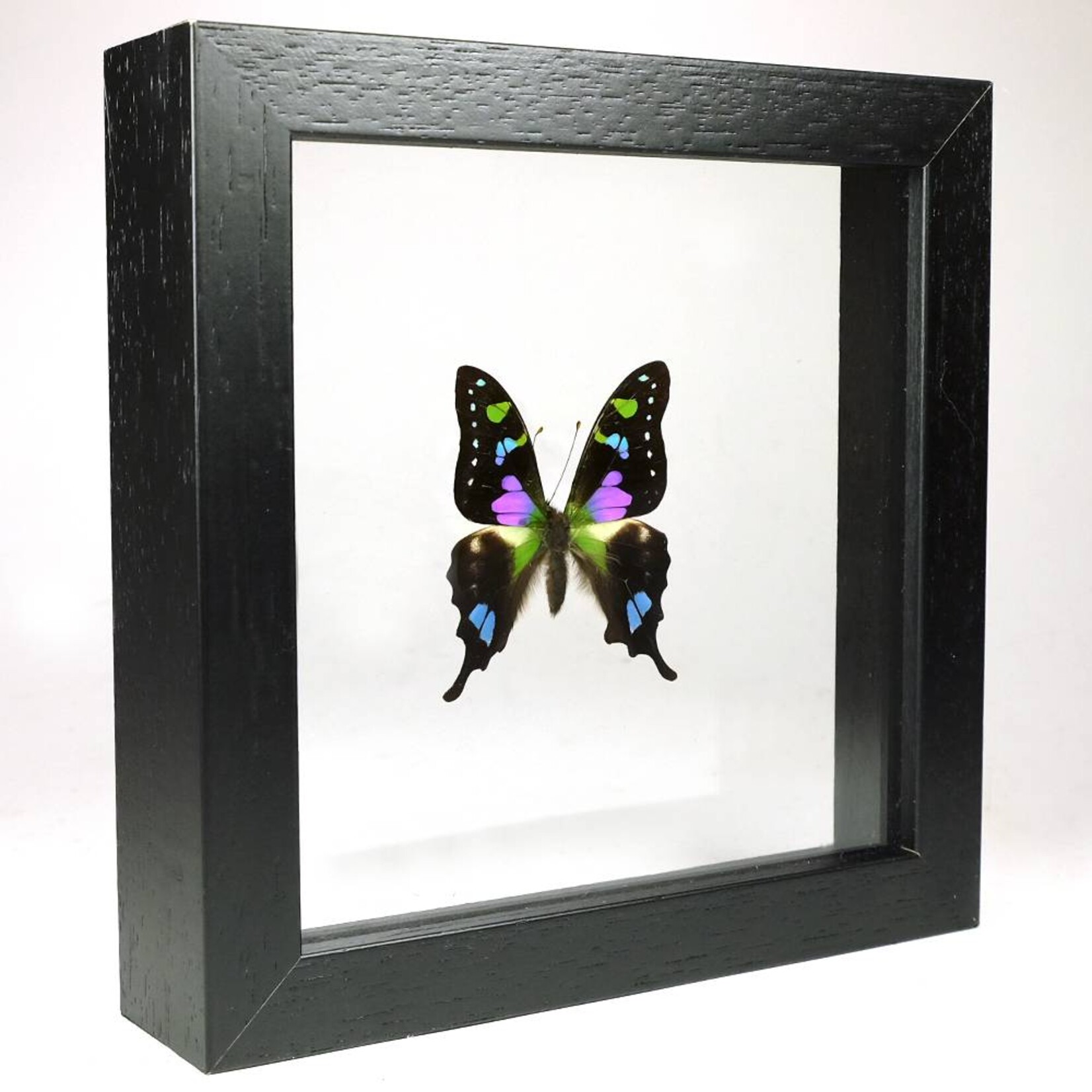 Graphium weiskei in kleine dubbelglas lijst