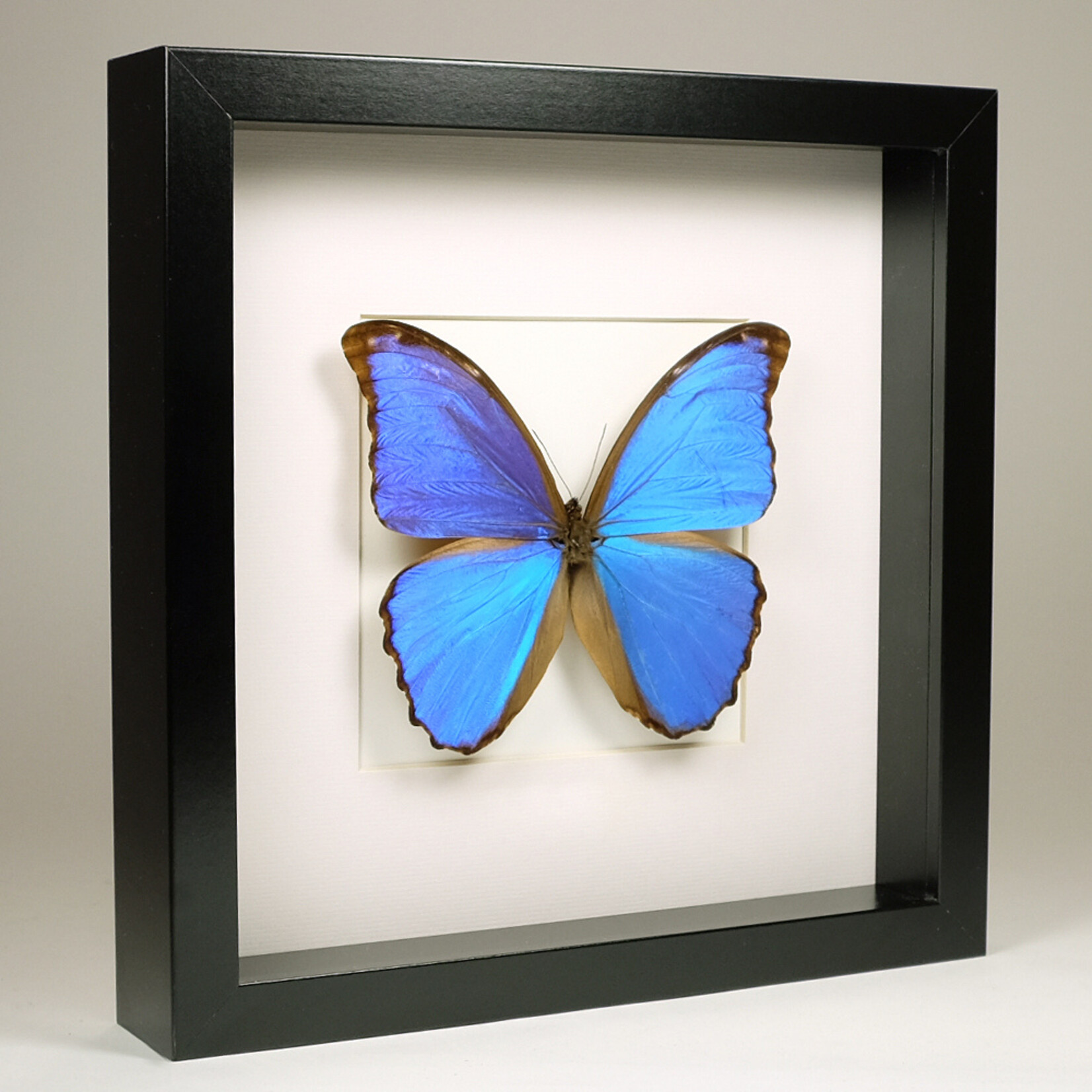 Morpho didius in zwarte lijst