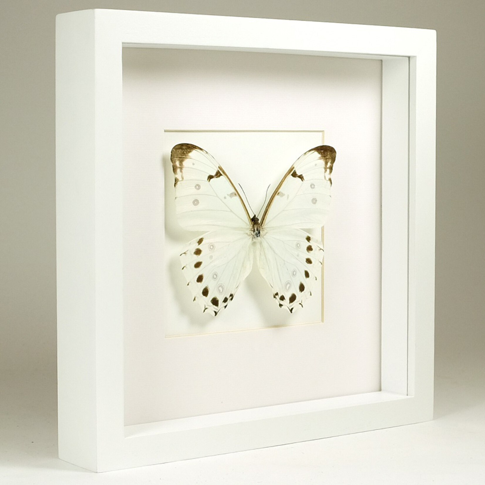 Morpho luna in witte lijst