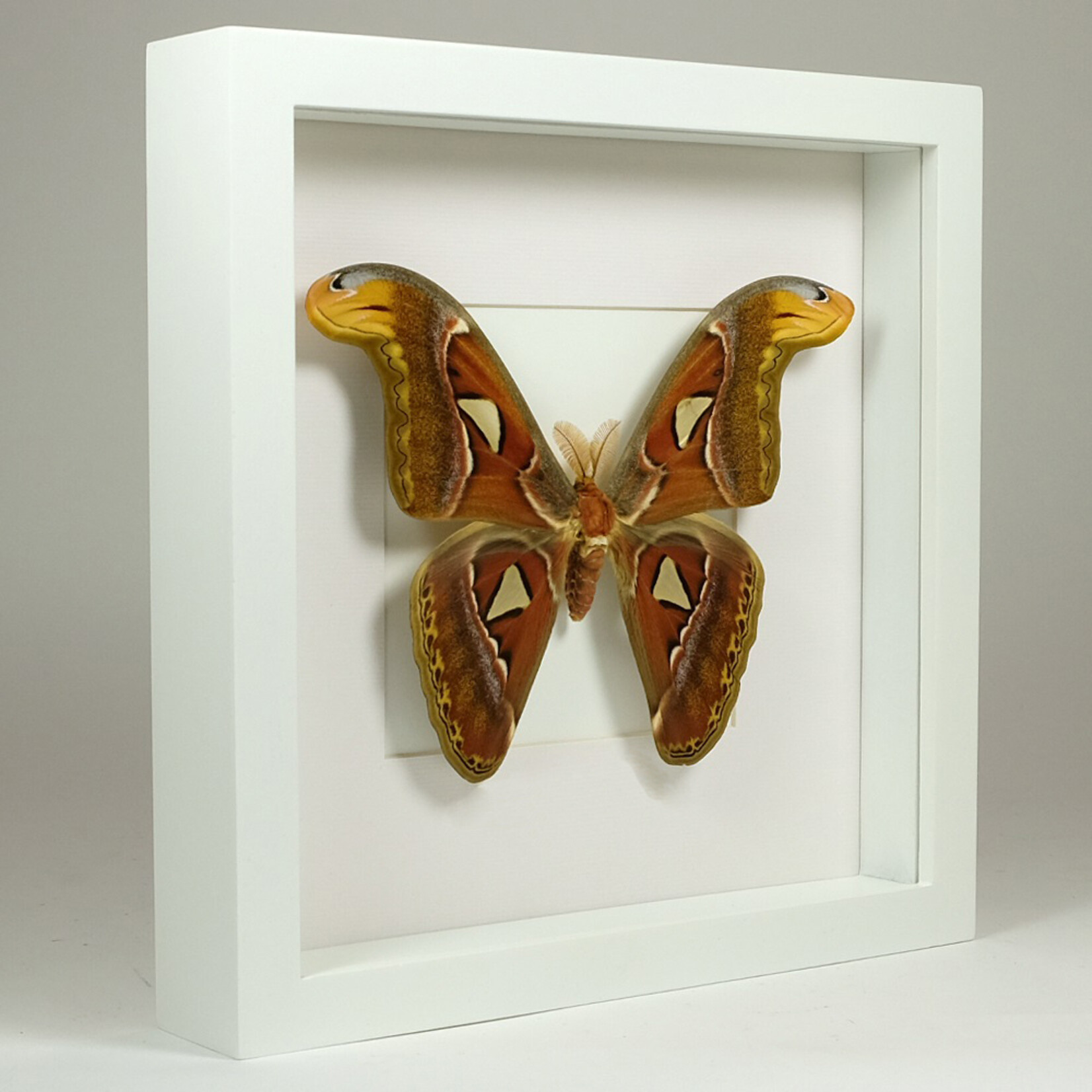 Attacus atlas in witte lijst