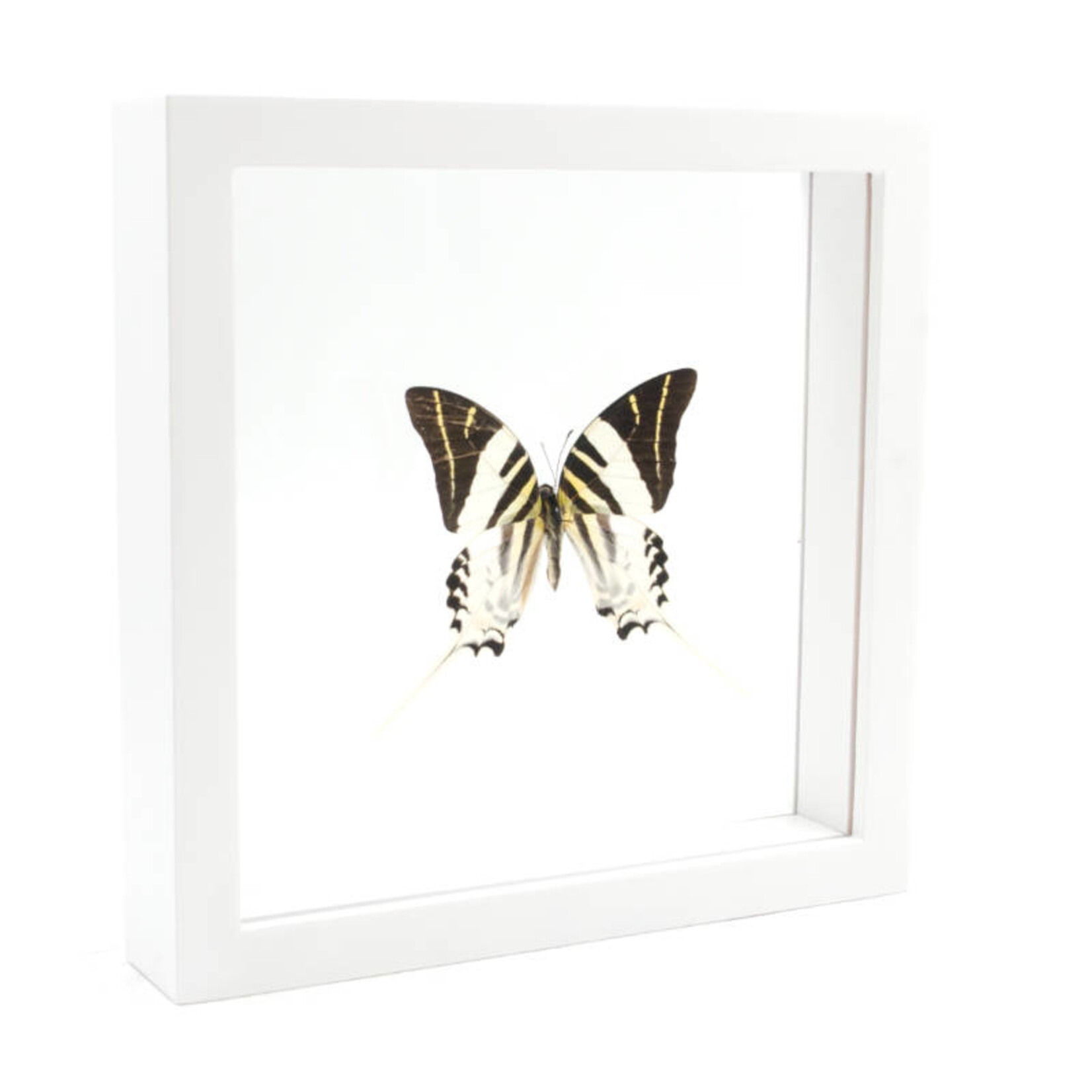 Graphium androcles in witte dubbelglas lijst