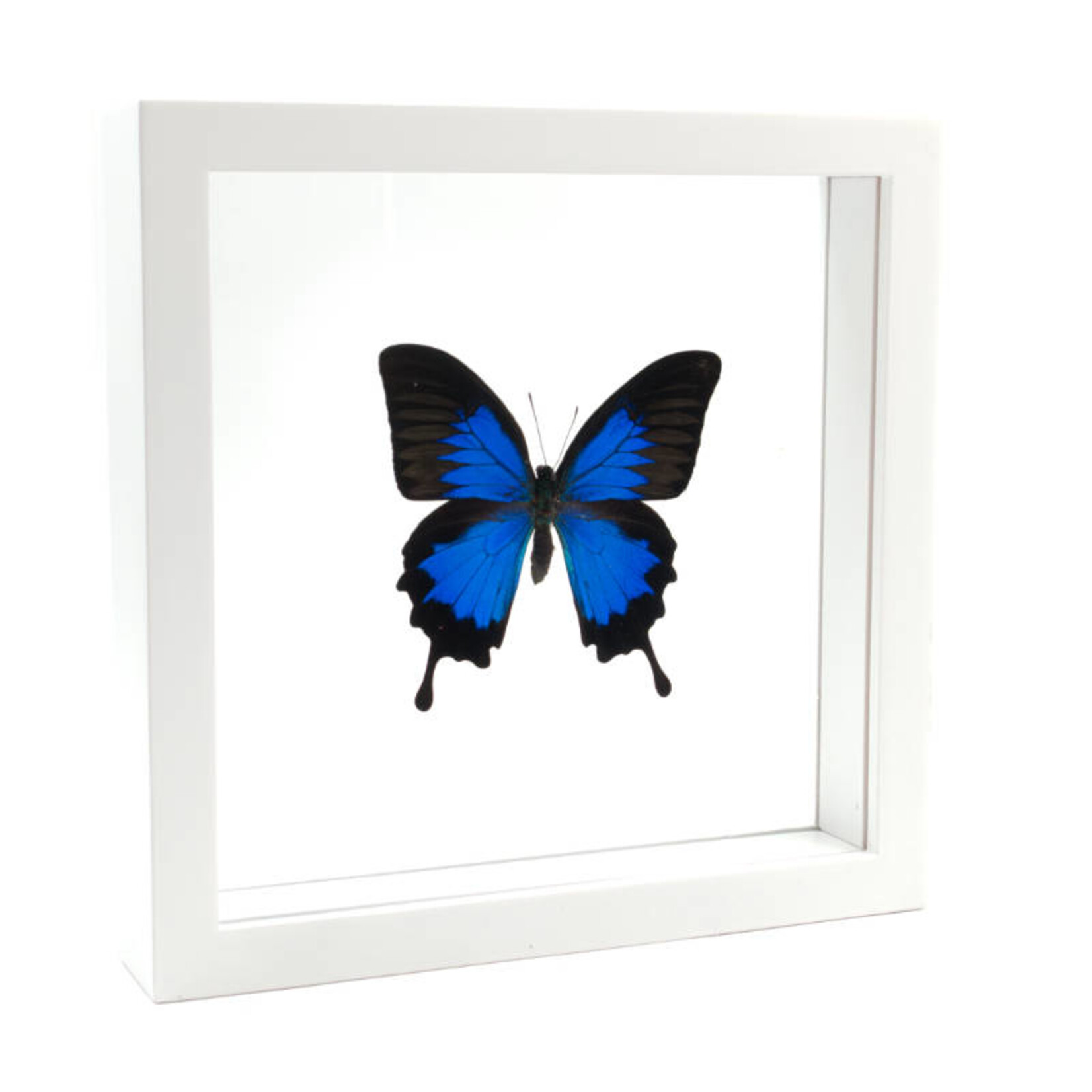 Papilio ulysses in witte dubbelglas lijst