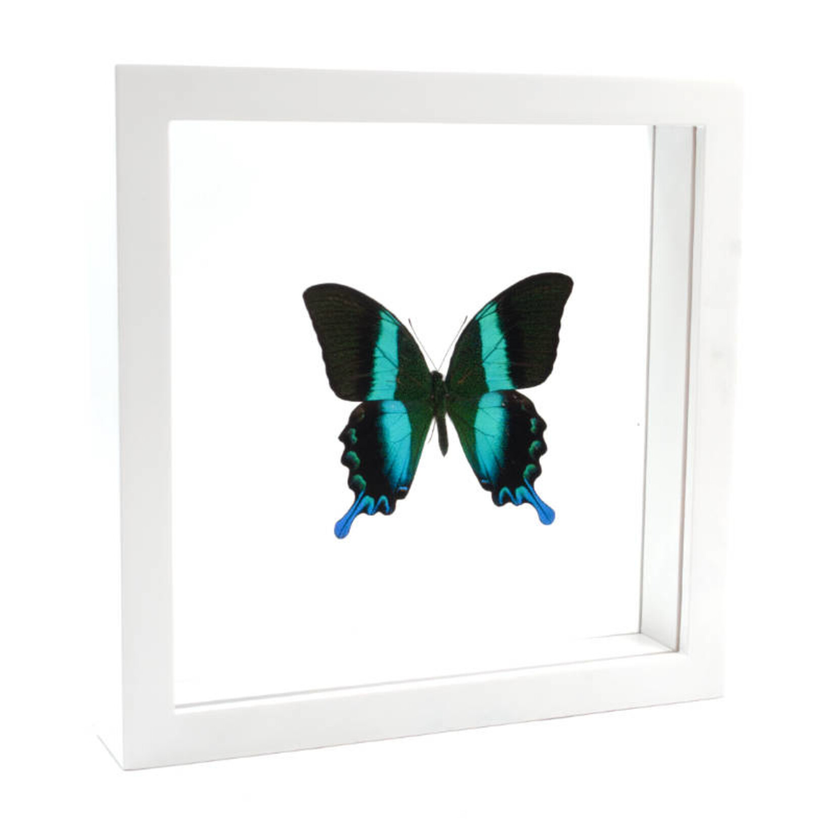 Papilio blumei in witte dubbelglas lijst