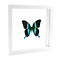 Papilio blumei in witte dubbelglas lijst