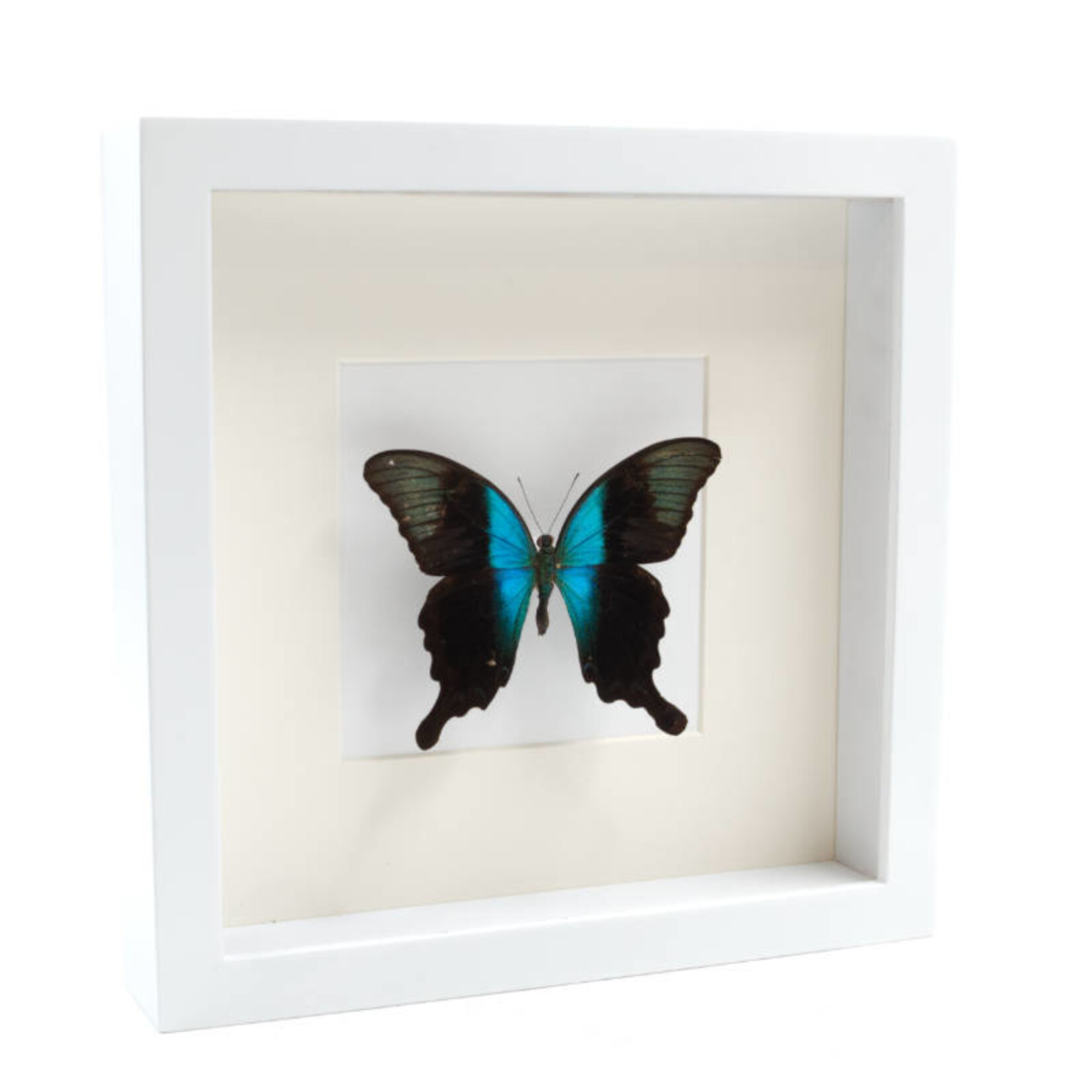 Papilio peranthus in witte lijst