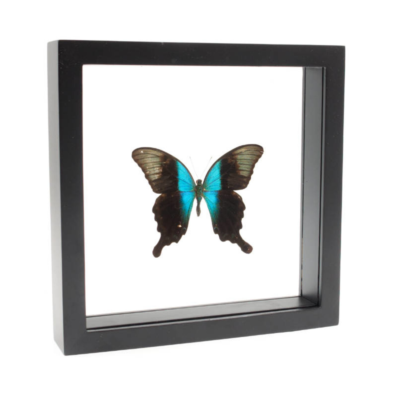 Papilio peranthus in zwarte dubbelglas lijst