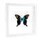 Papilio peranthus in witte dubbelglas lijst