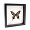 Papilio antenor in zwarte lijst
