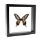 Papilio antenor in zwarte dubbelglas lijst