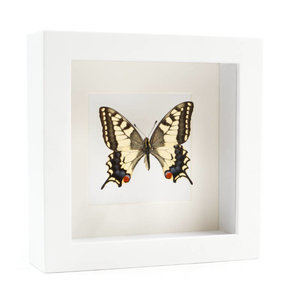 Papilio machaon in kleine witte lijst