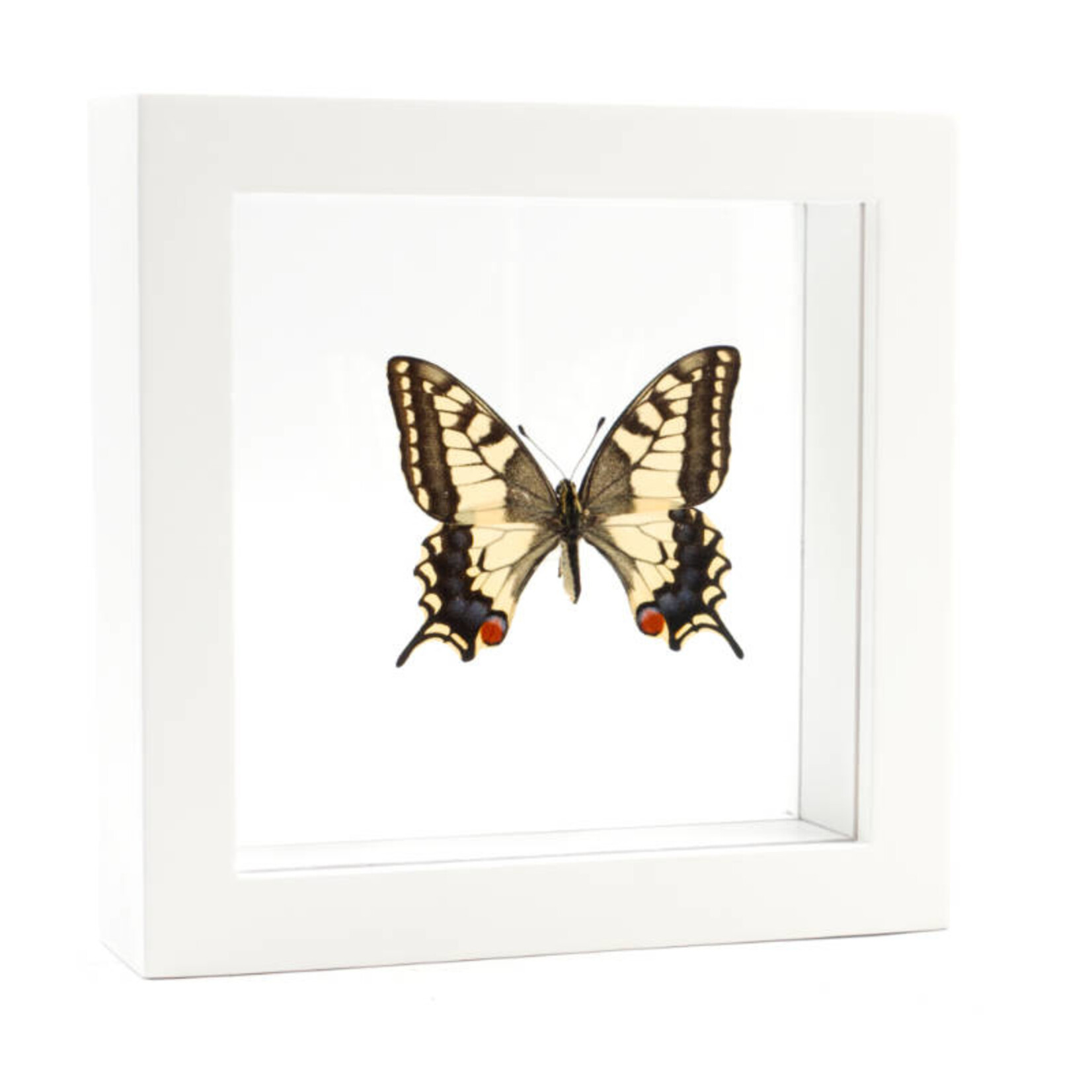 Papilio machaon in kleine witte dubbelglas lijst