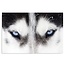 Schilderij Blauwe husky ogen, 2 maten, zwart-wit-blauw