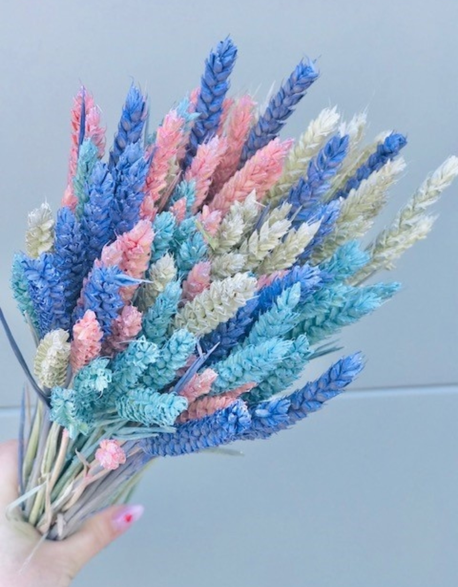 Pastel mix - triticum