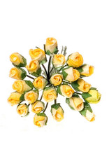 Roses en boutons, jaunes (24)