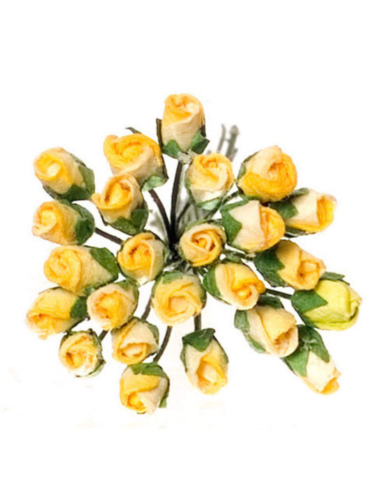 Roses en boutons, jaunes (24)