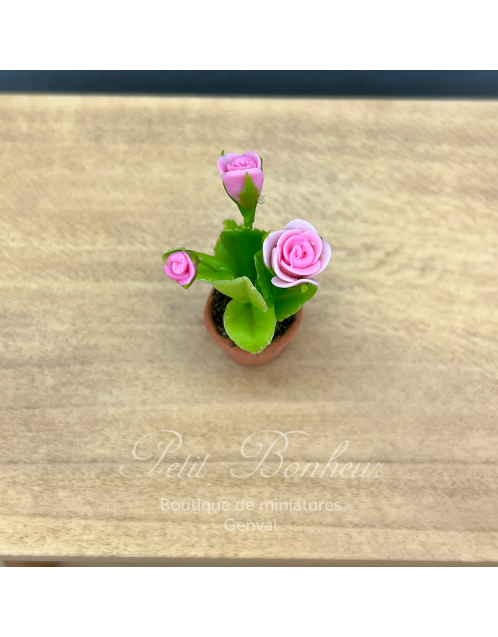 Pot avec rosier