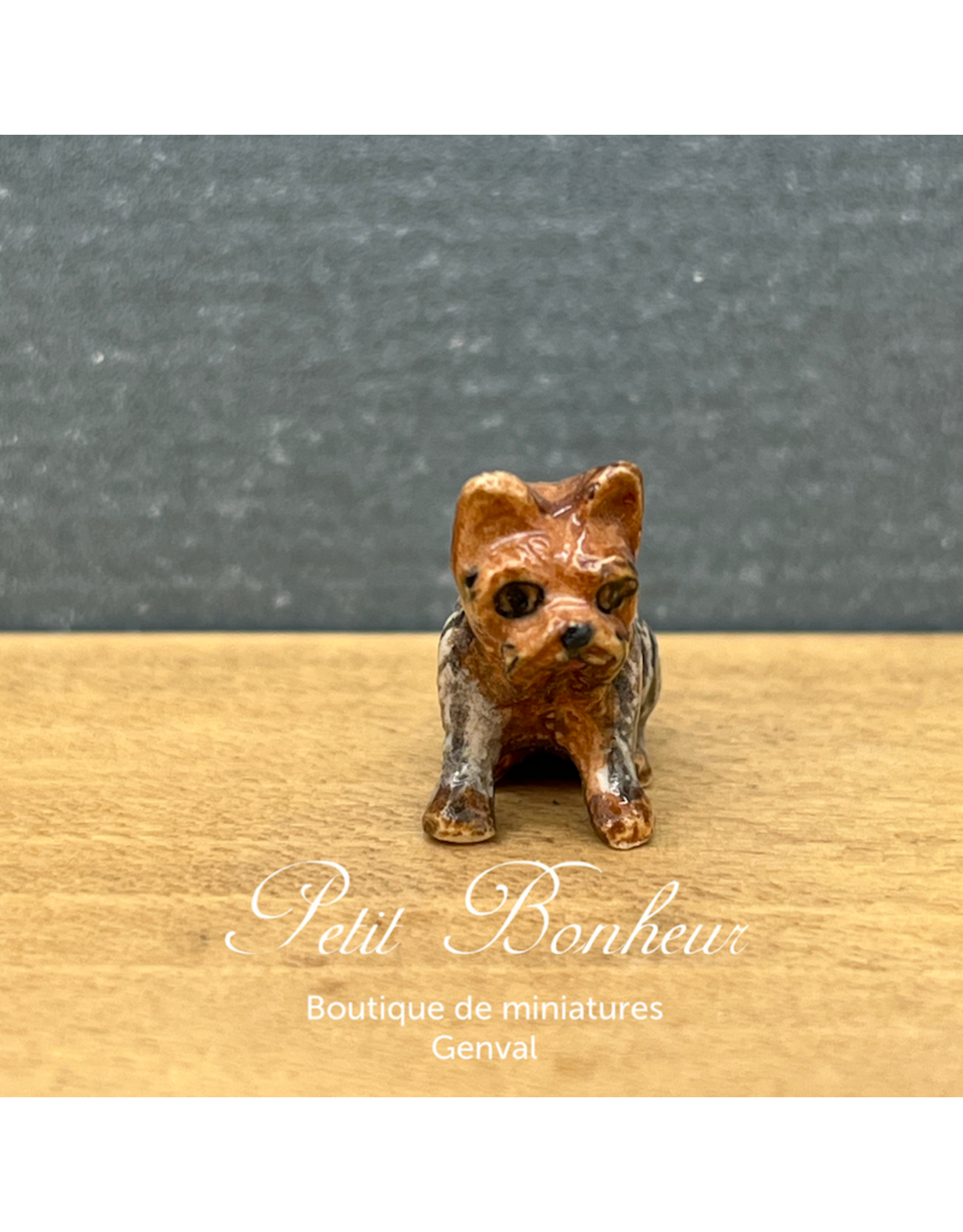 Klima Mini Yorkshire (Klima miniature porcelaine)