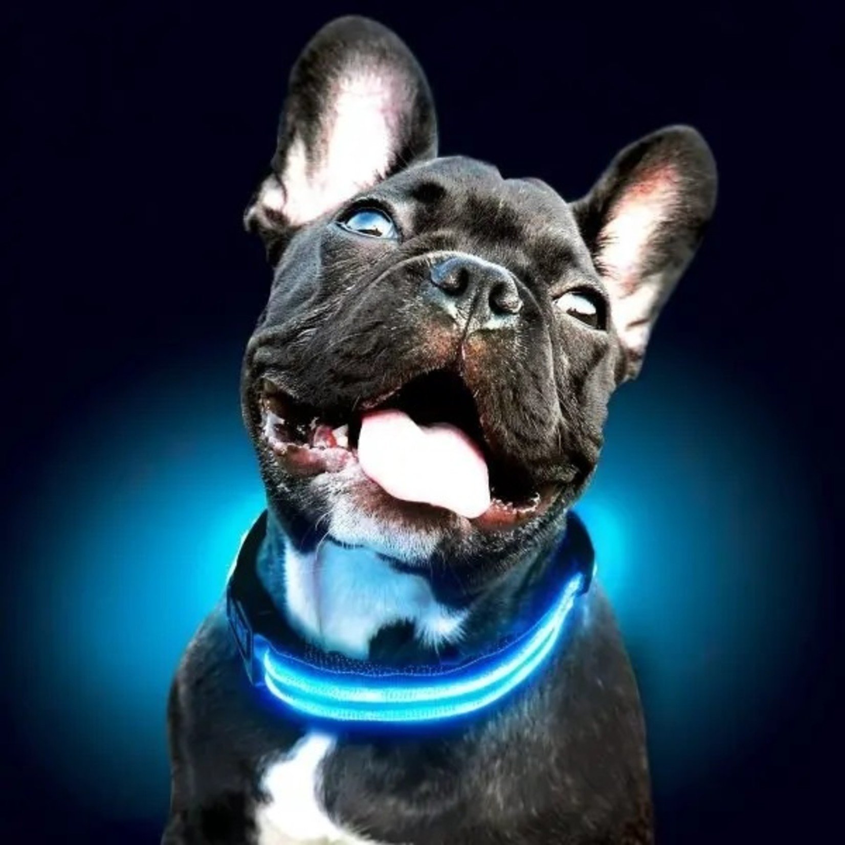 LED HALSBAND- STANDAARD BLAUW – Halsband voor uw hond – Halsband met verlichting
