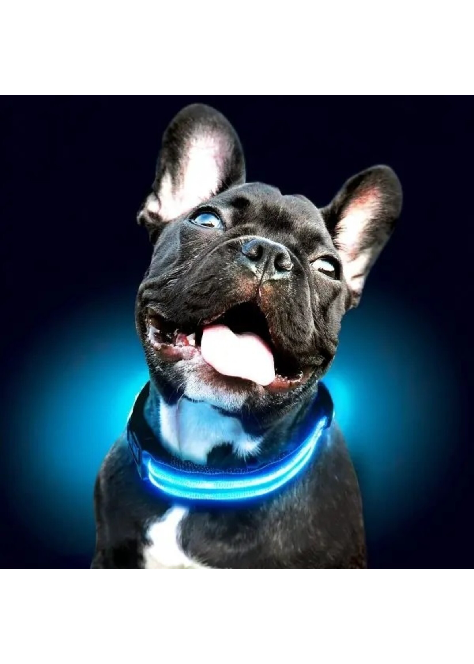 LED HALSBAND- STANDAARD BLAUW – Halsband voor uw hond – Halsband met verlichting