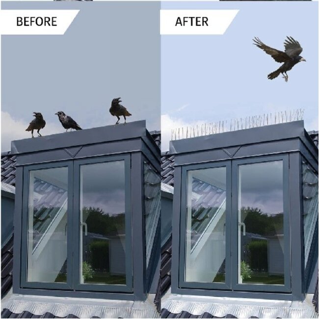 Benson Vogelpinnen 10 stuks