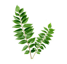 Curry Leaves (Kadipatta) 20gr