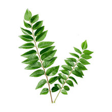 Curry Leaves (Kadipatta) 20gr