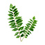 Curry Leaves 20gr